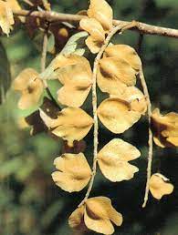 ตะแบกเลือด Terminalia mucronata Craib & Hutch. <br/>Combretaceae